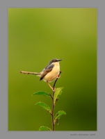 _MG_8562-Ashy-Prinia.jpg