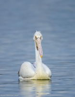 _MG_8586-SpotBilled-Pelican.JPG