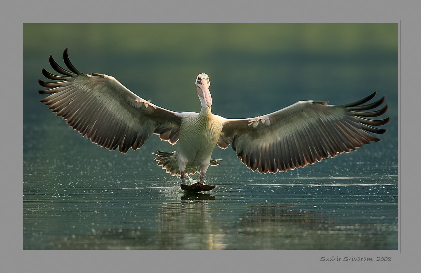 _MG_8793-Spot-Billed-Pelican.jpg