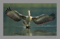 _MG_8793-Spot-Billed-Pelican.jpg