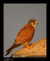 _MG_9204-Common-Kestrel.jpg