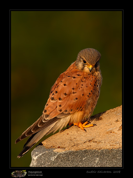 _MG_9231-Common-Kestrel.jpg