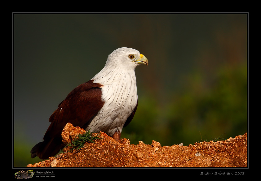 _MG_9247-Brahminy-Kite.jpg