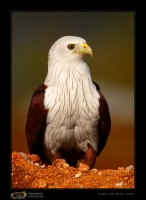 _MG_9262-Brahminy-Kite.jpg