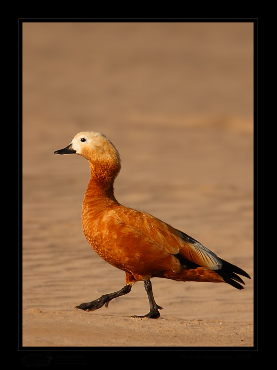 TheJungleLook - Tales from the Indian Jungle - _MG_0134-Ruddy-Shelduck.jpg