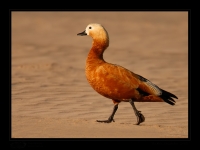 _MG_0135-Ruddy-Shelduck.jpg