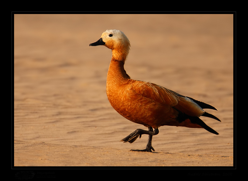 _MG_0137-Ruddy-Shelduck.jpg