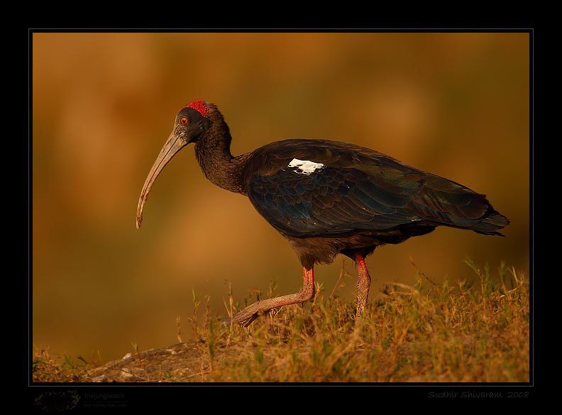 _MG_0235-Black-Ibis.jpg