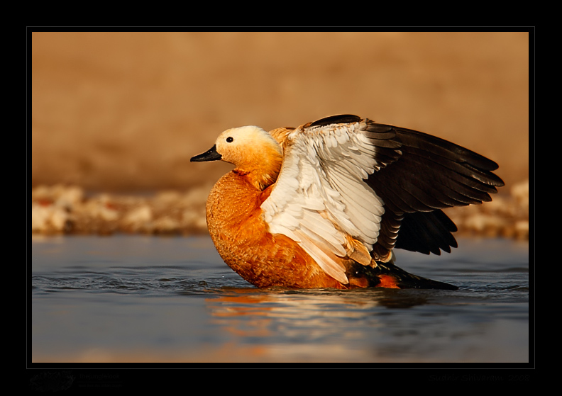 _MG_1768_-Ruddy-Shelduck.jpg