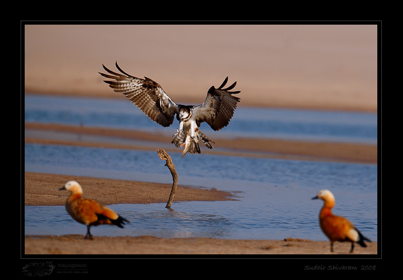 _MG_1939-Osprey.jpg