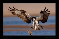 _MG_1939-Osprey-fish.jpg