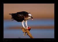 _MG_2101-osprey.jpg