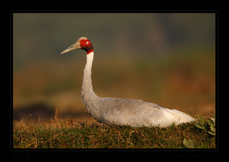 _MG_0813-Sarus-Crane.JPG