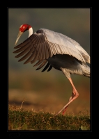 _MG_0835-Sarus-Crane.jpg