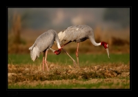 _MG_0938-Sarus-Crane.jpg