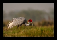 _MG_1187-Sarus-Crane.jpg