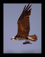 _MG_2153-Osprey.jpg