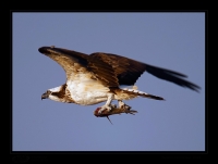 _MG_2154-Osprey.jpg