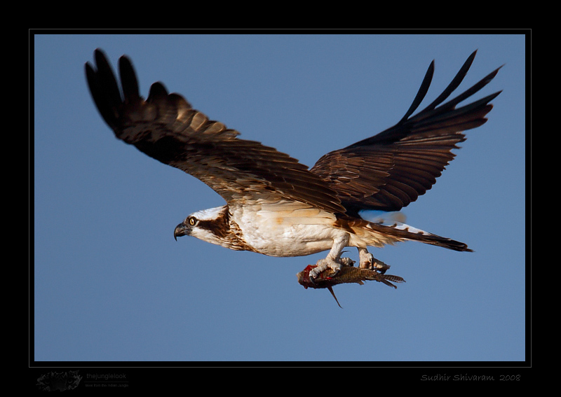 _MG_2155-Osprey.jpg