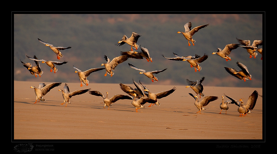 _MG_2224-Bar-Headed-Geese.jpg