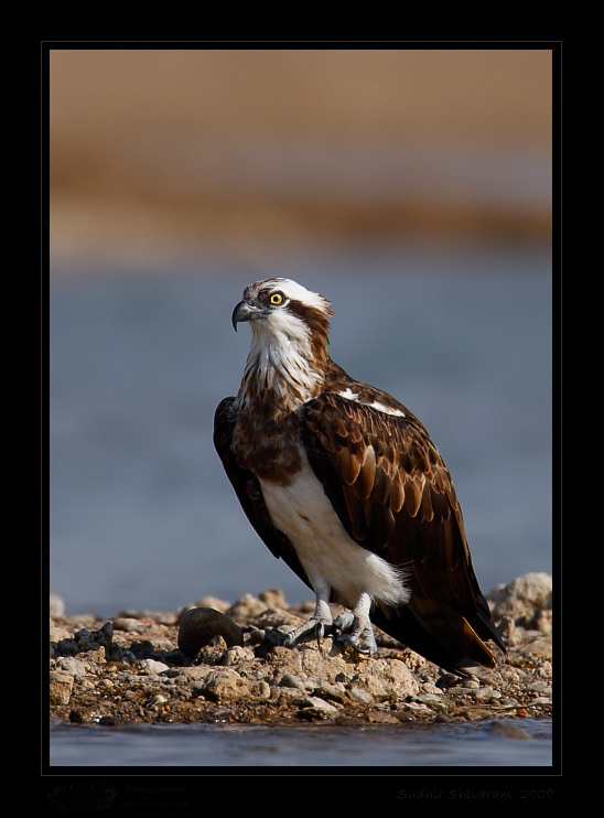 _MG_1395-Osprey.jpg