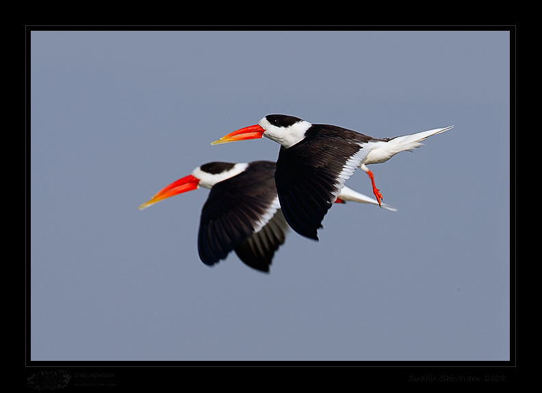 _MG_1557-Indian-Skimmer.jpg