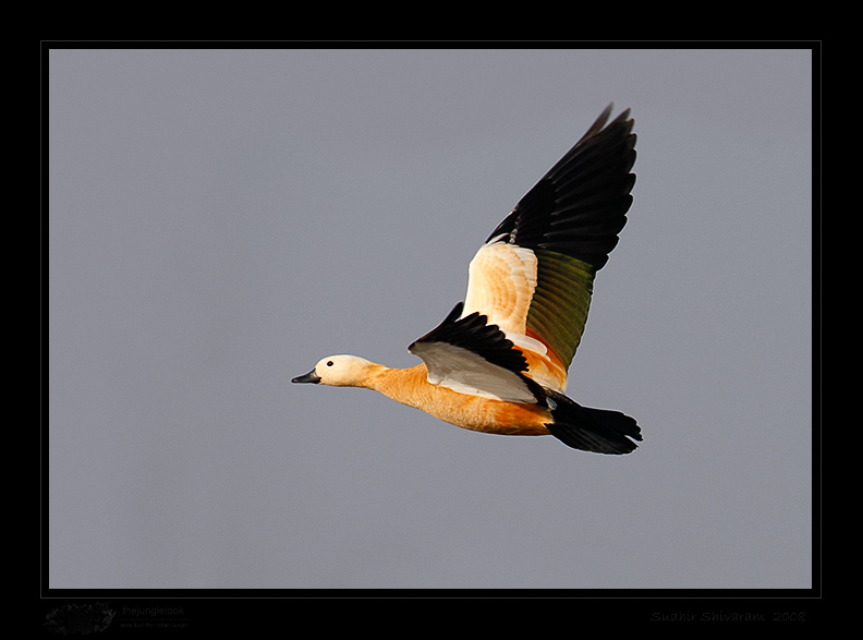 _MG_1860-Ruddy-Shelduck.jpg