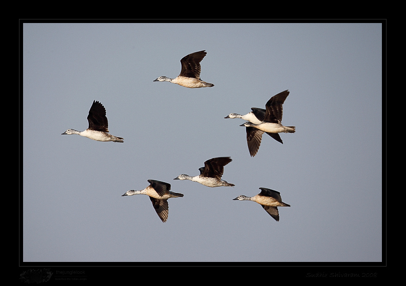 _MG_1884-Comb-Duck.jpg