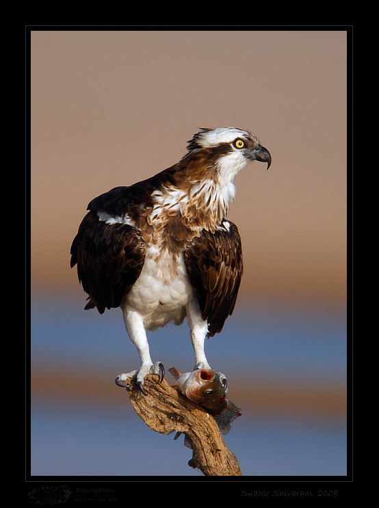 _MG_2030-Osprey.jpg