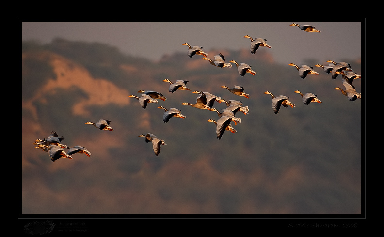 _MG_2212-Bar-Headed-Geese.jpg