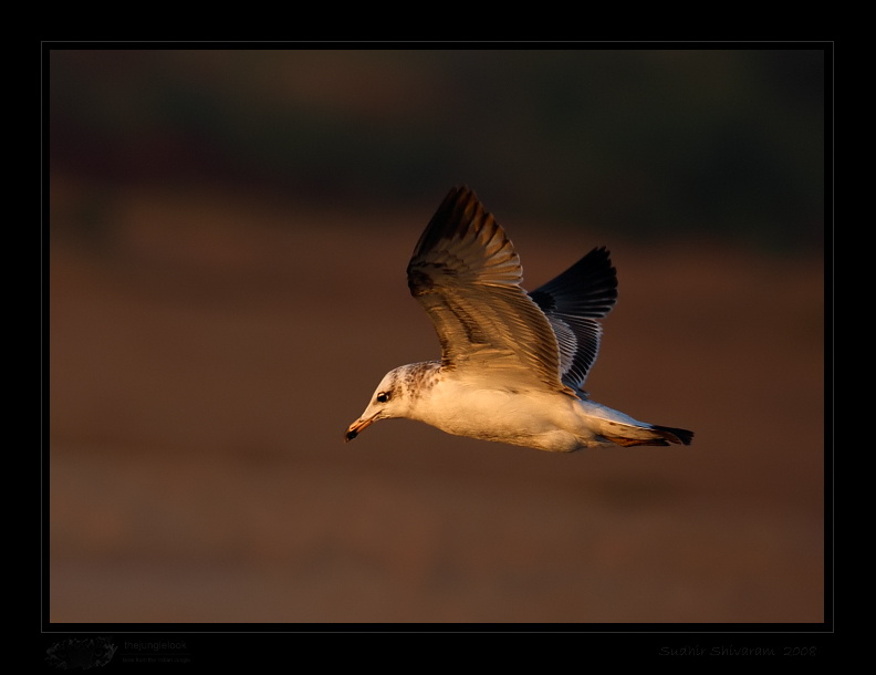 _MG_2252-Gull.jpg