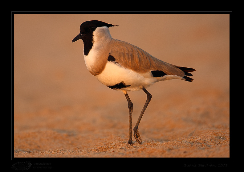 _MG_2289-River-Lapwing.jpg