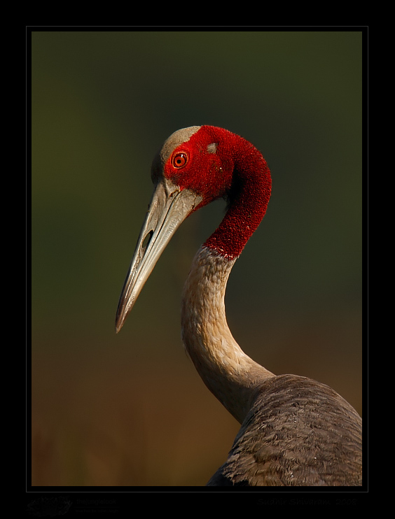 _MG_2434-Sarus-Crane.jpg