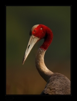 _MG_2434-Sarus-Crane.jpg