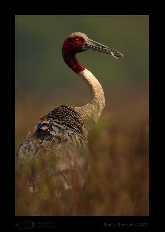 _MG_2458-Sarus-Crane.jpg