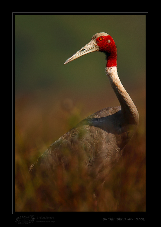 _MG_2475-Sarus-Crane.jpg