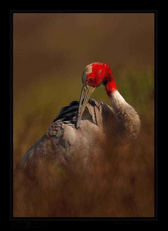 _MG_2554-Sarus-Crane.jpg