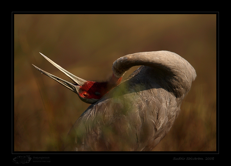 _MG_2571-Sarus-Crane.jpg