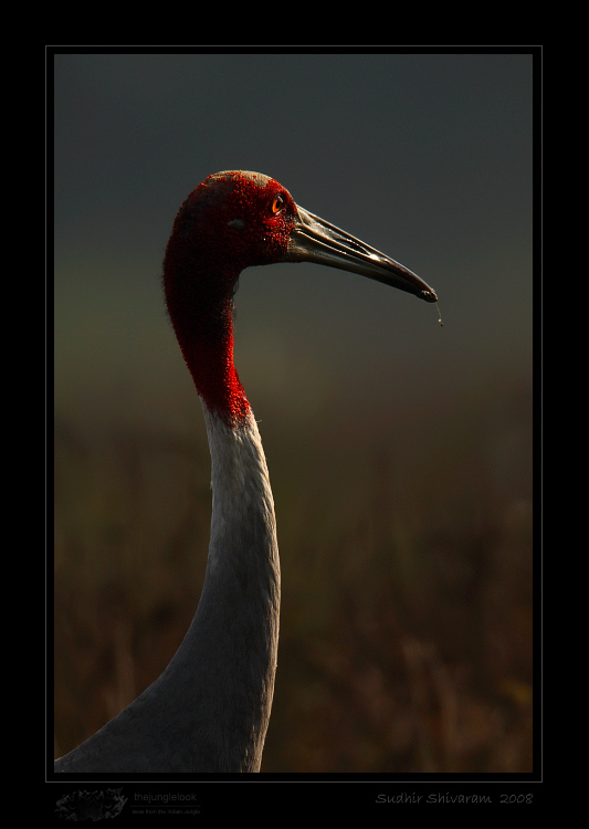 _MG_2647-Sarus-Crane.jpg