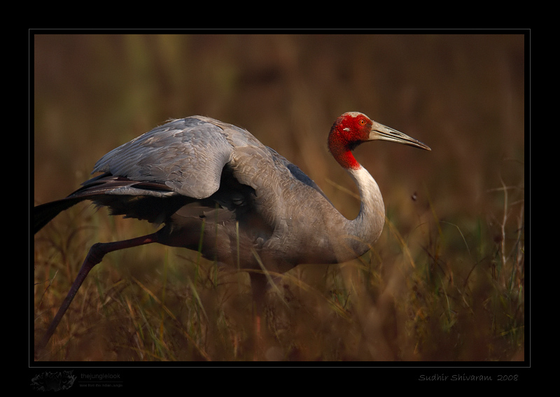 _MG_2761-Sarus-Crane.jpg