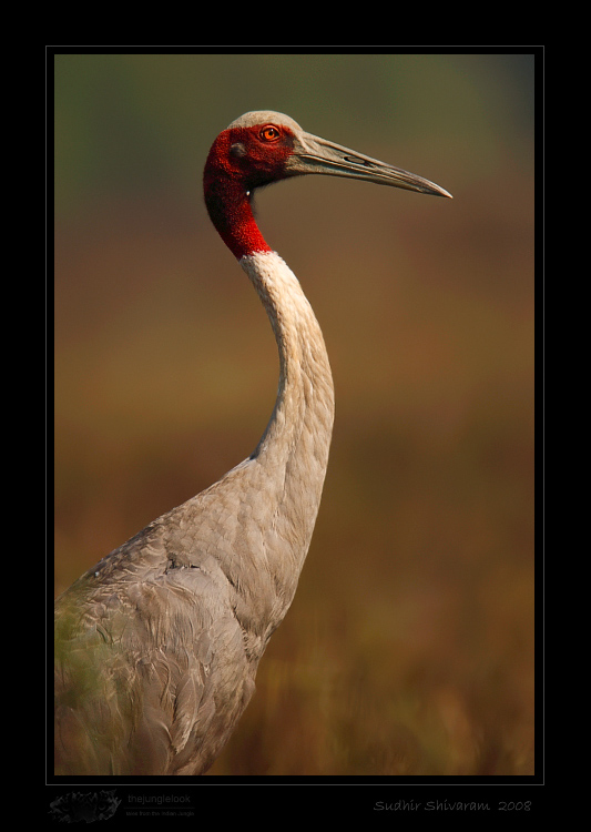 _MG_2588-Sarus-Crane.jpg