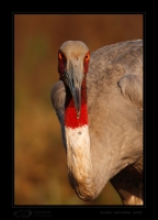 _MG_2905-Sarus-Crane.jpg