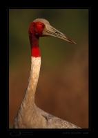 _MG_2913-Sarus-Crane.jpg