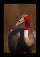 _MG_2921-Sarus-Crane.jpg