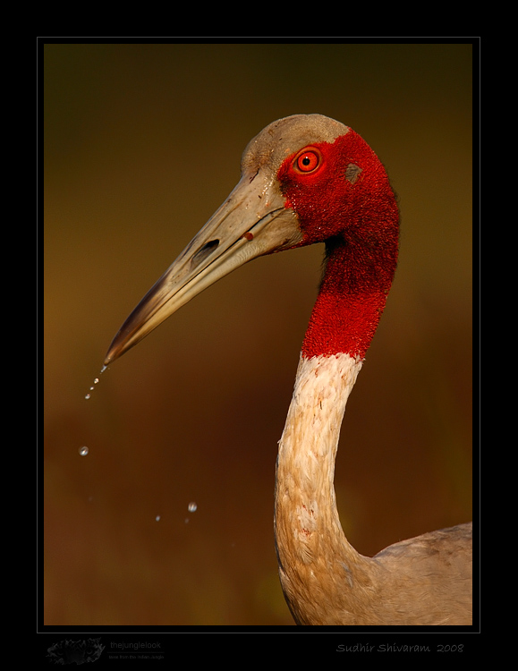 _MG_2973-Sarus-Crane.jpg