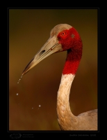 _MG_2973-Sarus-Crane.jpg