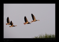 _MG_3044-Bar-Headed-Geese.jpg