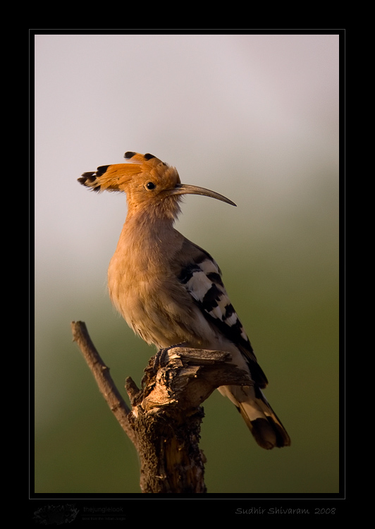 _MG_3184-Common-Hoopoe.jpg