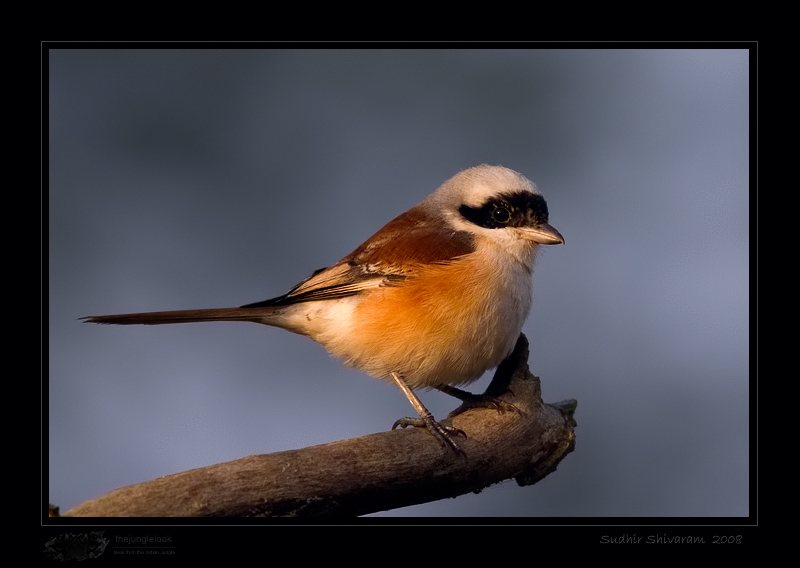 _MG_3187-Bay-Backed-Shrike.jpg