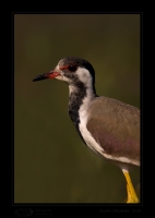 _MG_3350-Red-Wattled-Lapwing.jpg